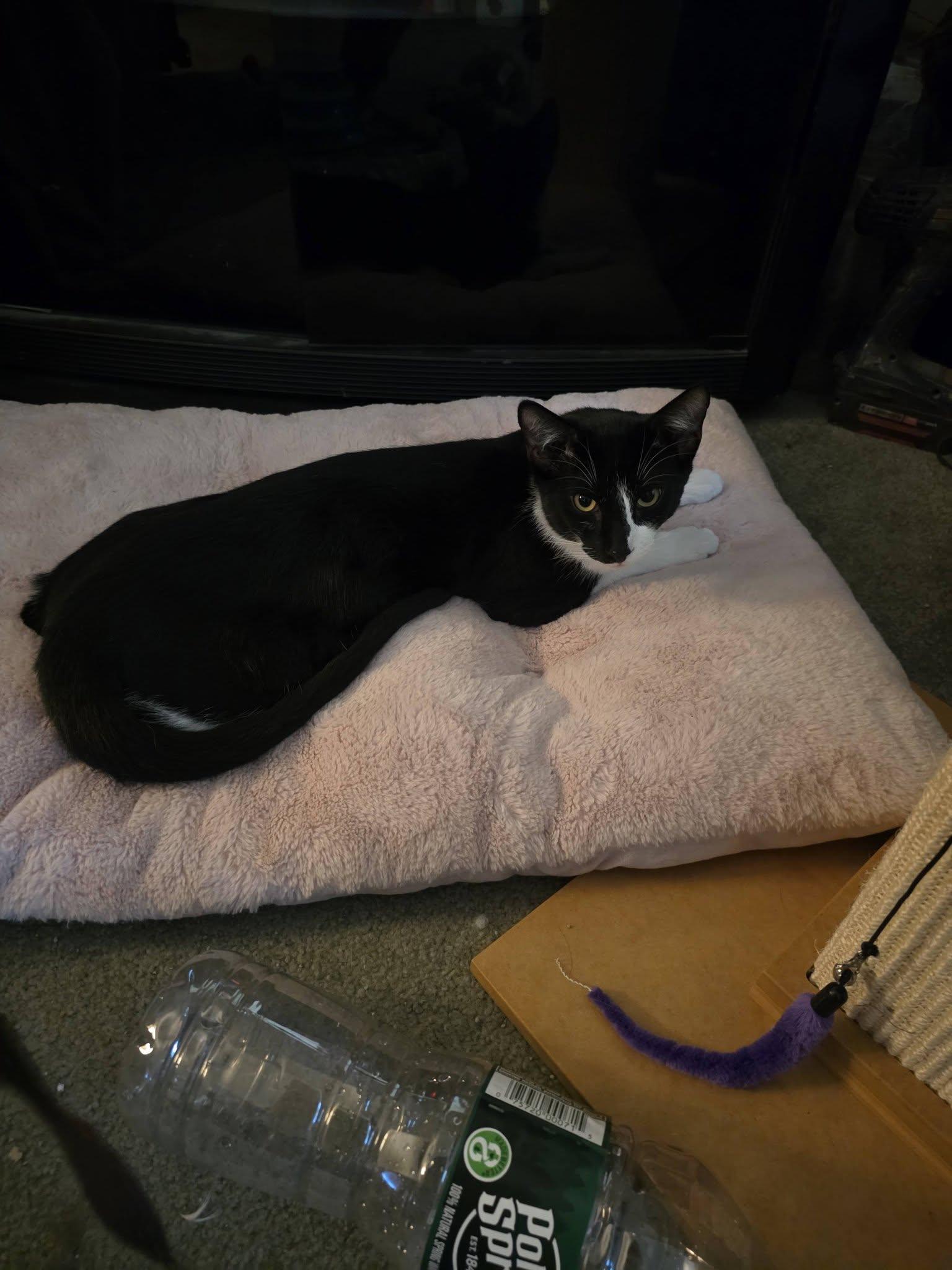 Enlarge Pepe, a Adoptable Domestic Short Hair in Enfield, CT image 5/6