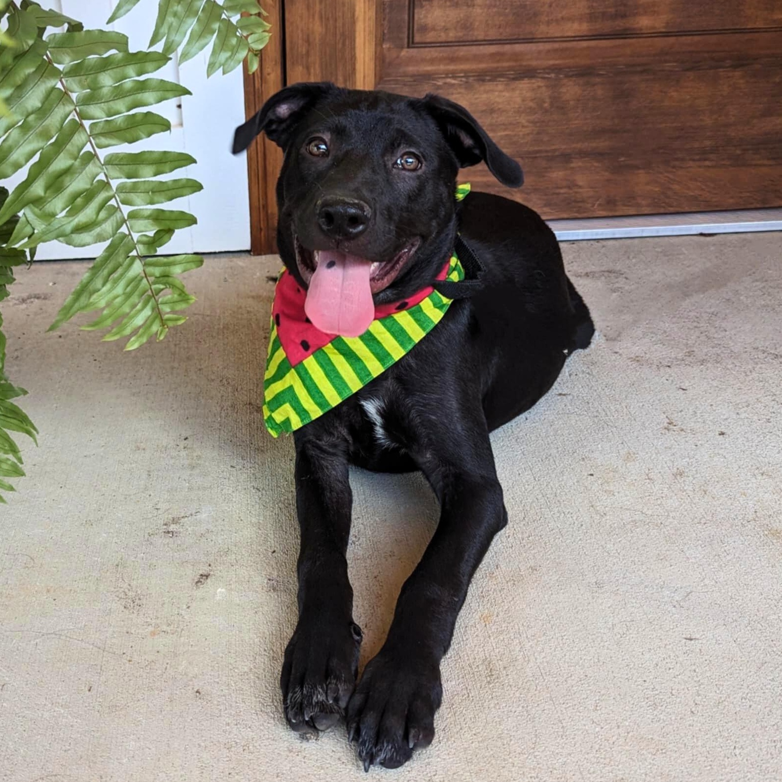 Enlarge Bashful, an adoptable mixed breed in Helena, AL image 1/3