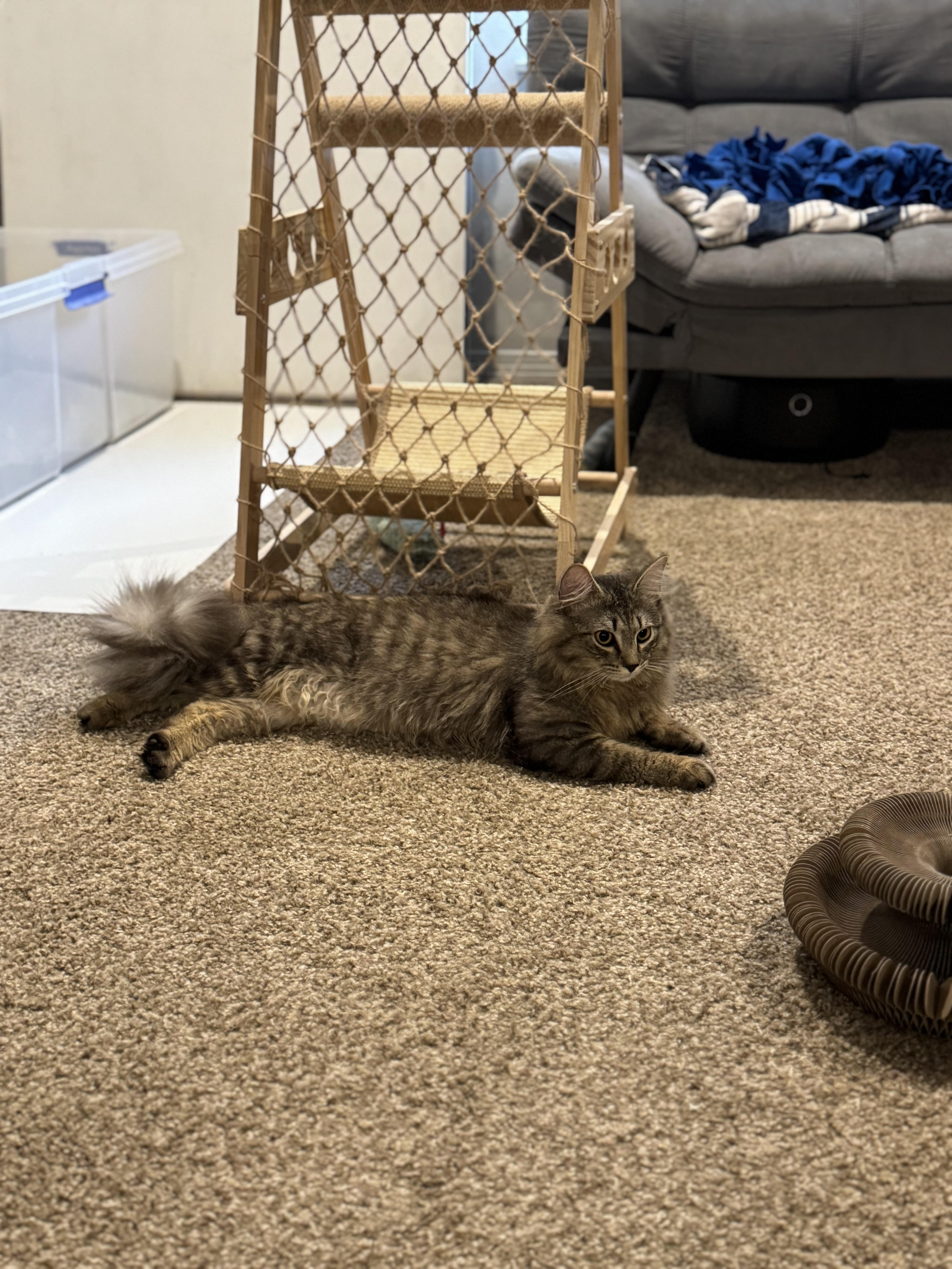 Sacha, Adopted, Young Male Domestic Long Hair.