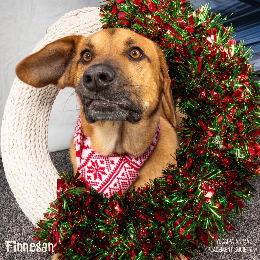 Enlarge Finnegan, a Adoptable mixed breed in Yucaipa, CA image 1/6