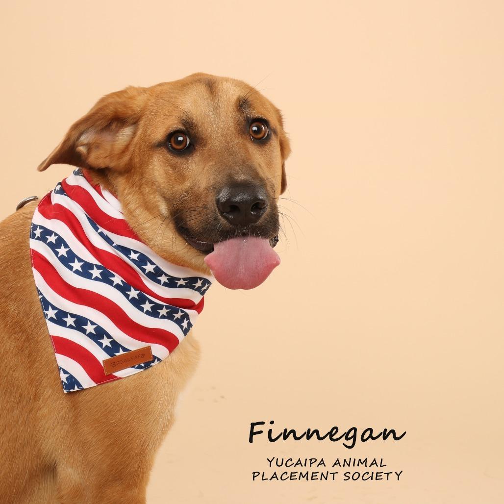 Enlarge Finnegan, a Adoptable mixed breed in Yucaipa, CA image 2/6