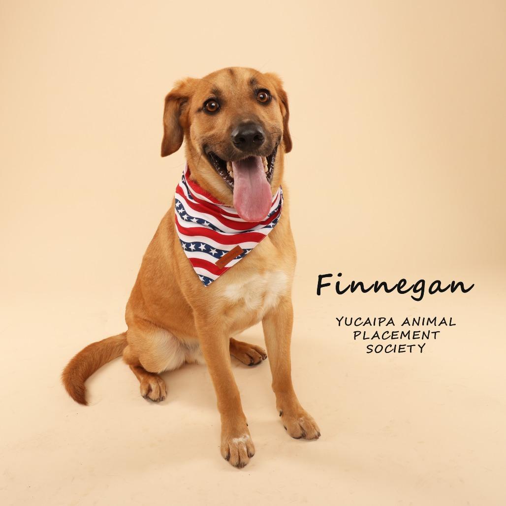 Enlarge Finnegan, a Adoptable mixed breed in Yucaipa, CA image 3/6