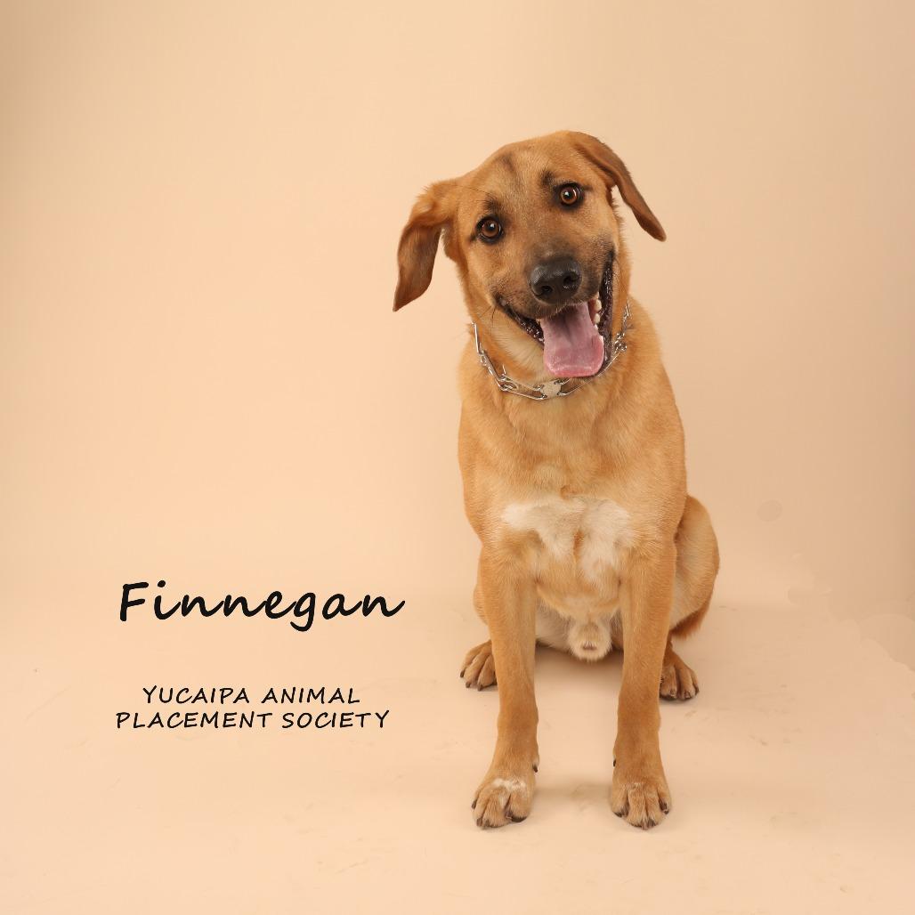 Enlarge Finnegan, a Adoptable mixed breed in Yucaipa, CA image 4/6