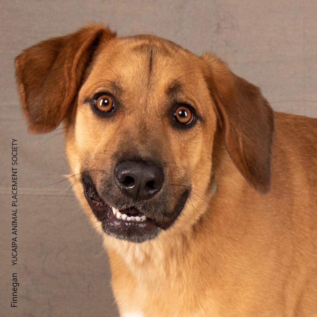 Enlarge Finnegan, a Adoptable mixed breed in Yucaipa, CA image 5/6