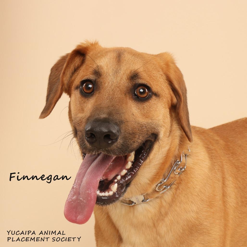 Enlarge Finnegan, a Adoptable mixed breed in Yucaipa, CA image 6/6