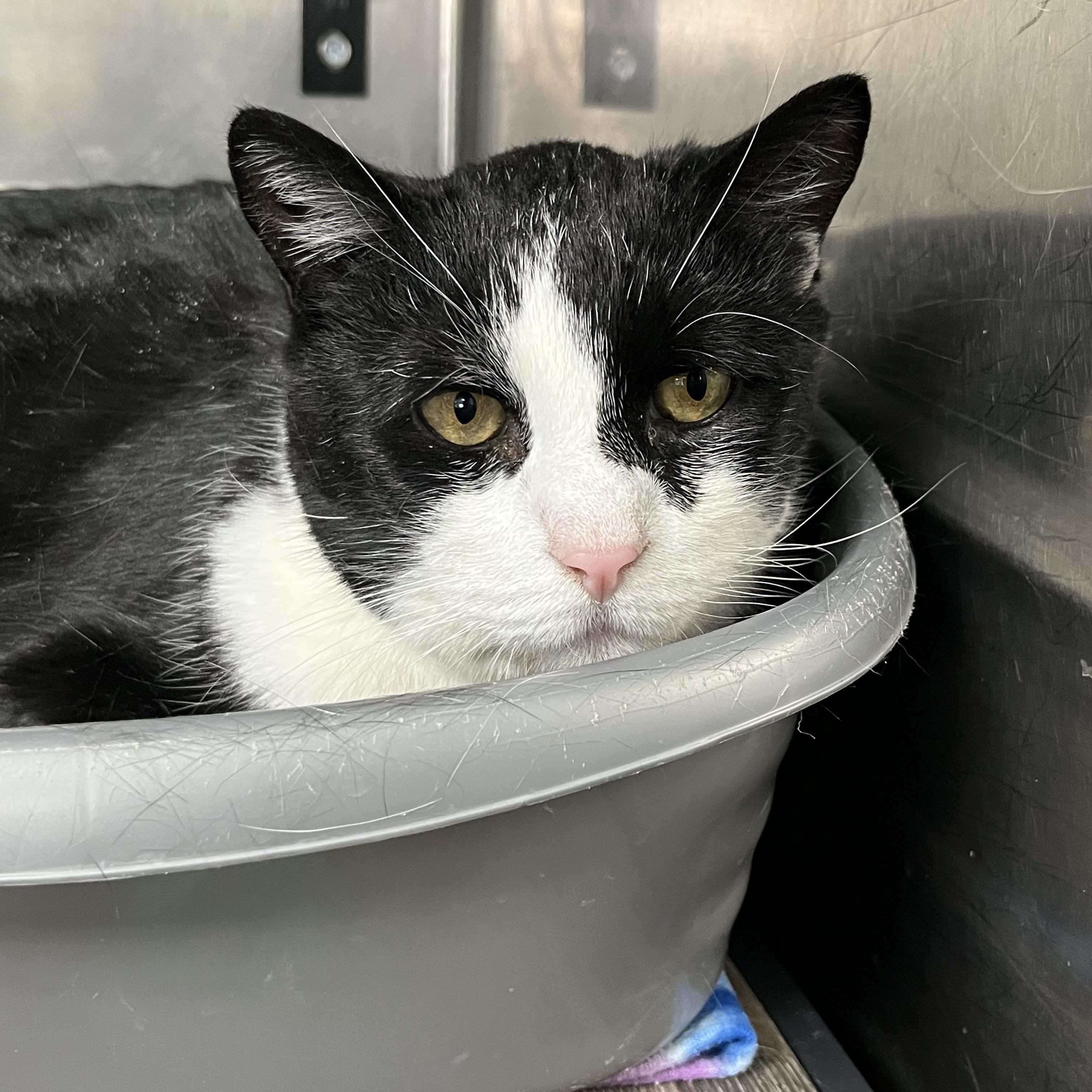 Beau, adopted, Senior Male Tabby.