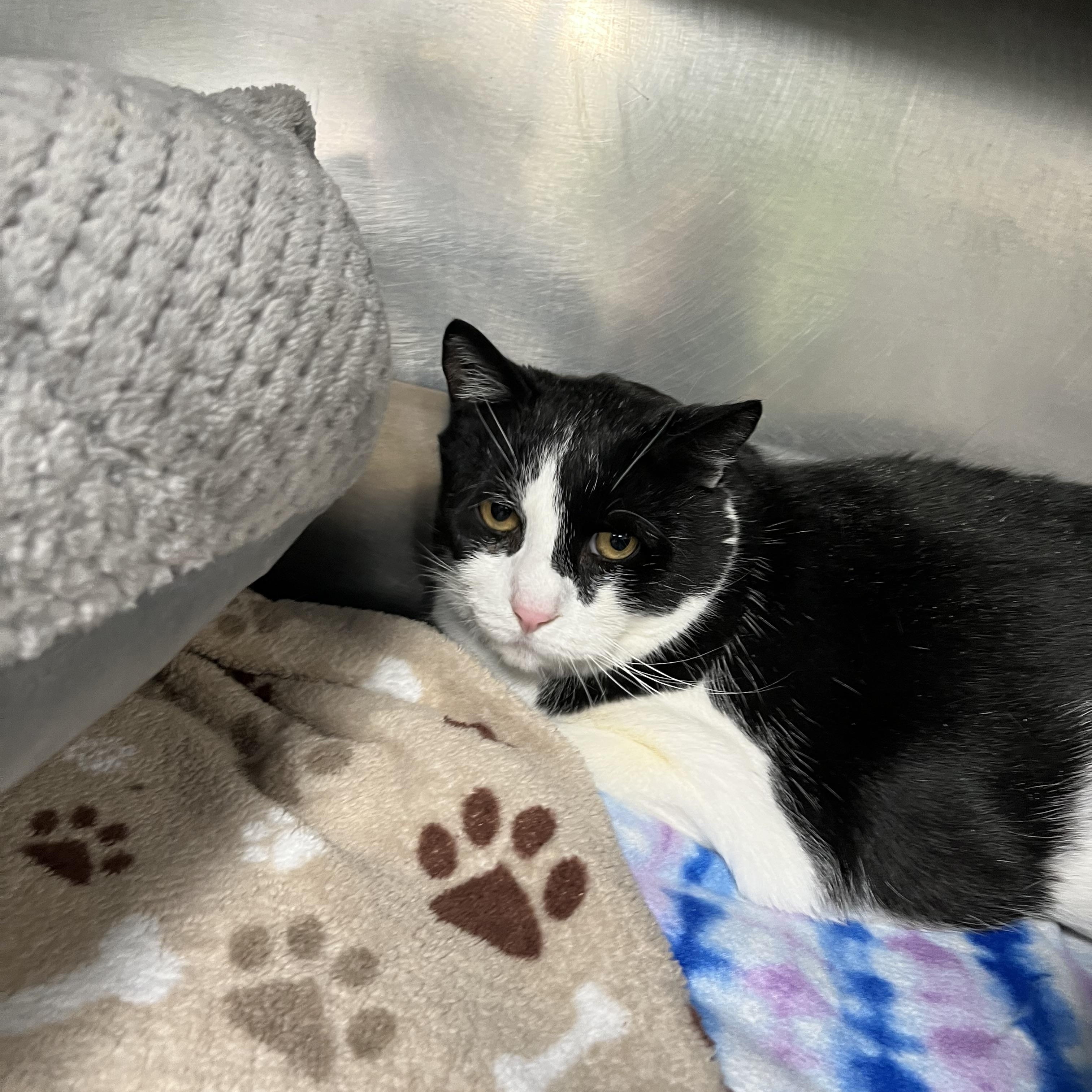 Enlarge Beau, an adopted Tabby in Pompton Plains, NJ image 2/2