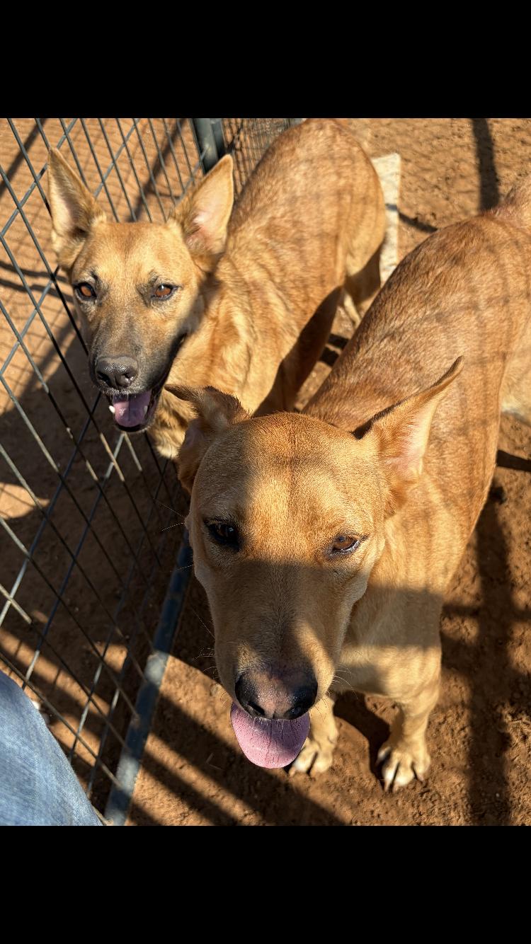 Enlarge Sawyer, a Adopted mixed breed in Arvada, CO image 6/6