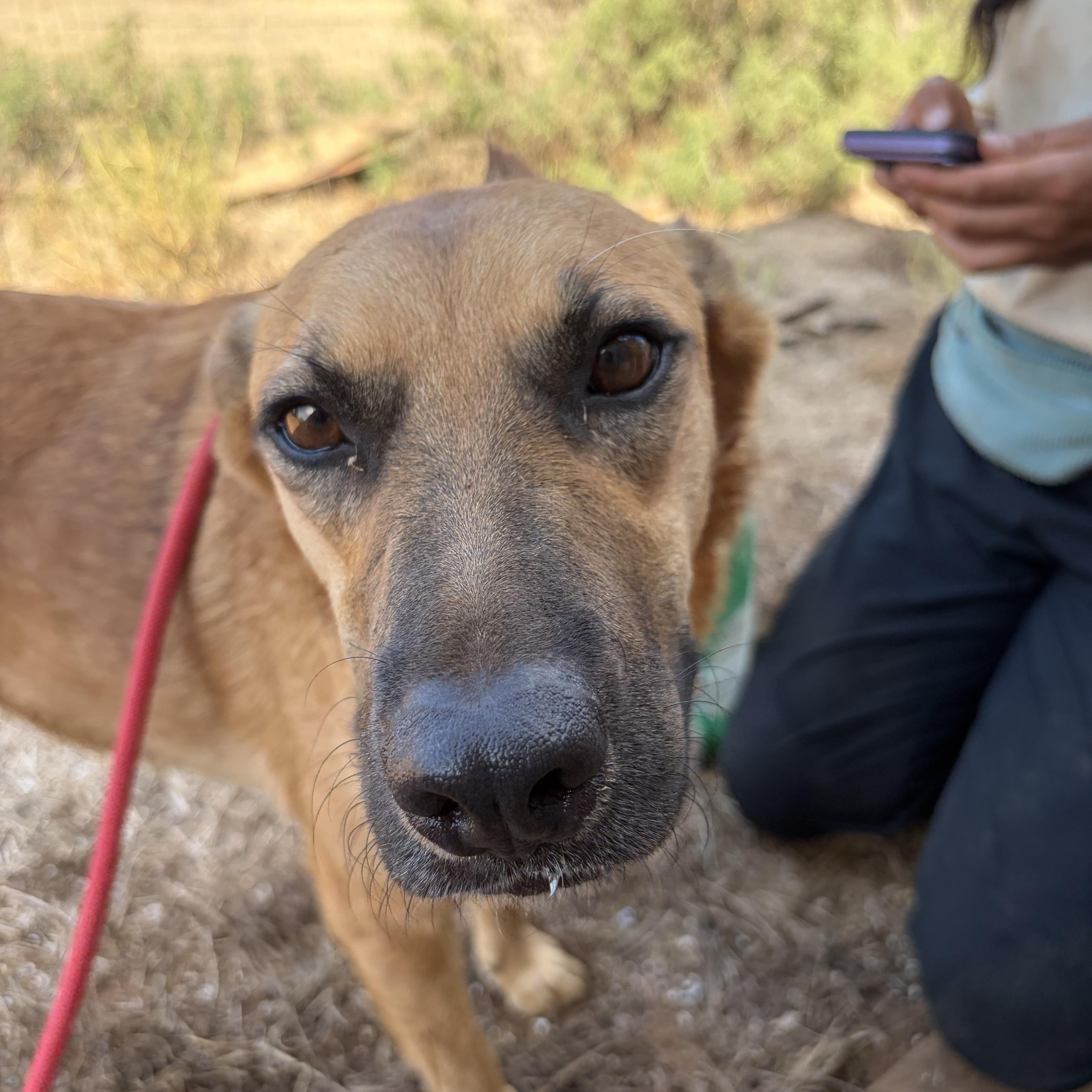 Enlarge Sawyer, a Adopted mixed breed in Arvada, CO image 2/6