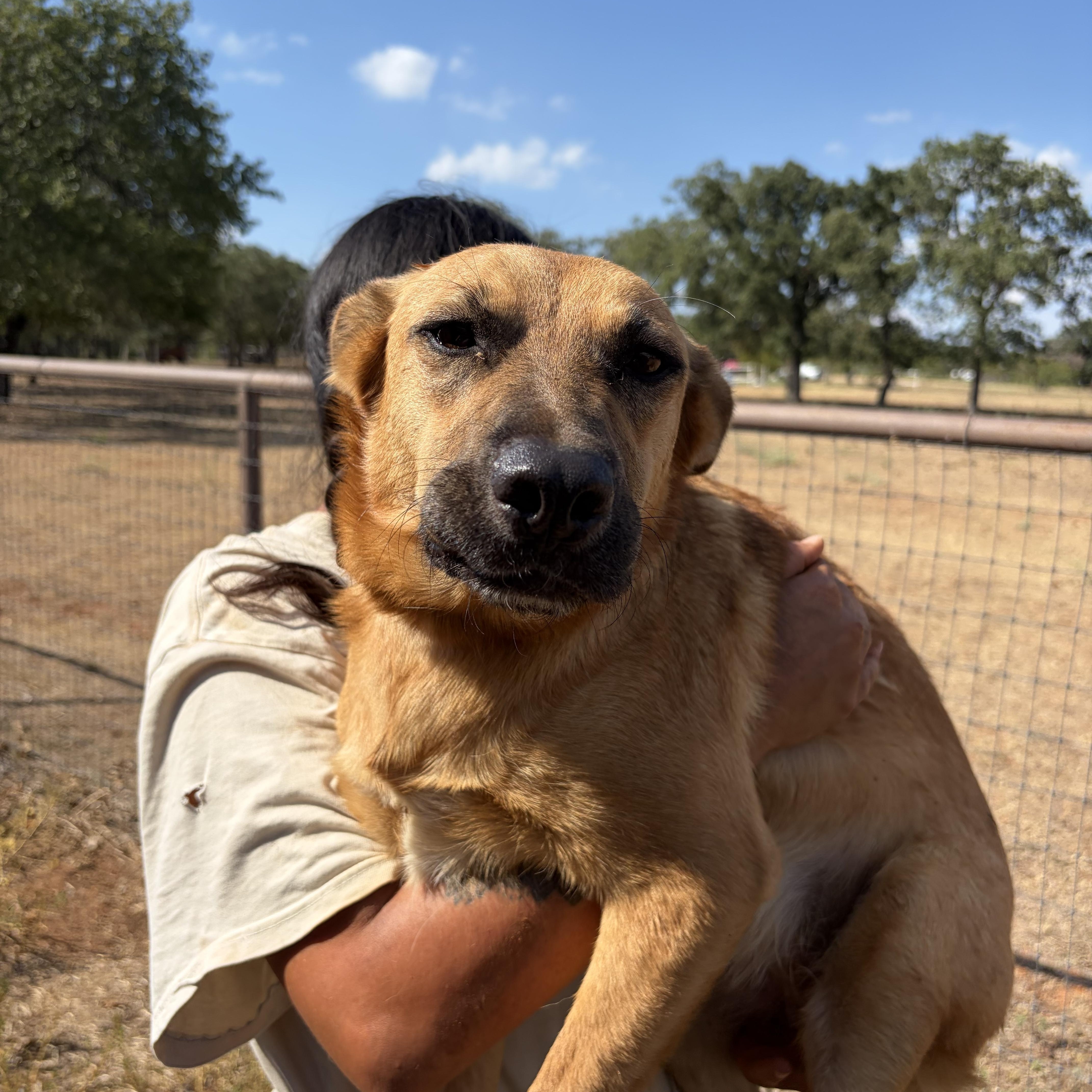 Enlarge Sawyer, a Adopted mixed breed in Arvada, CO image 3/6