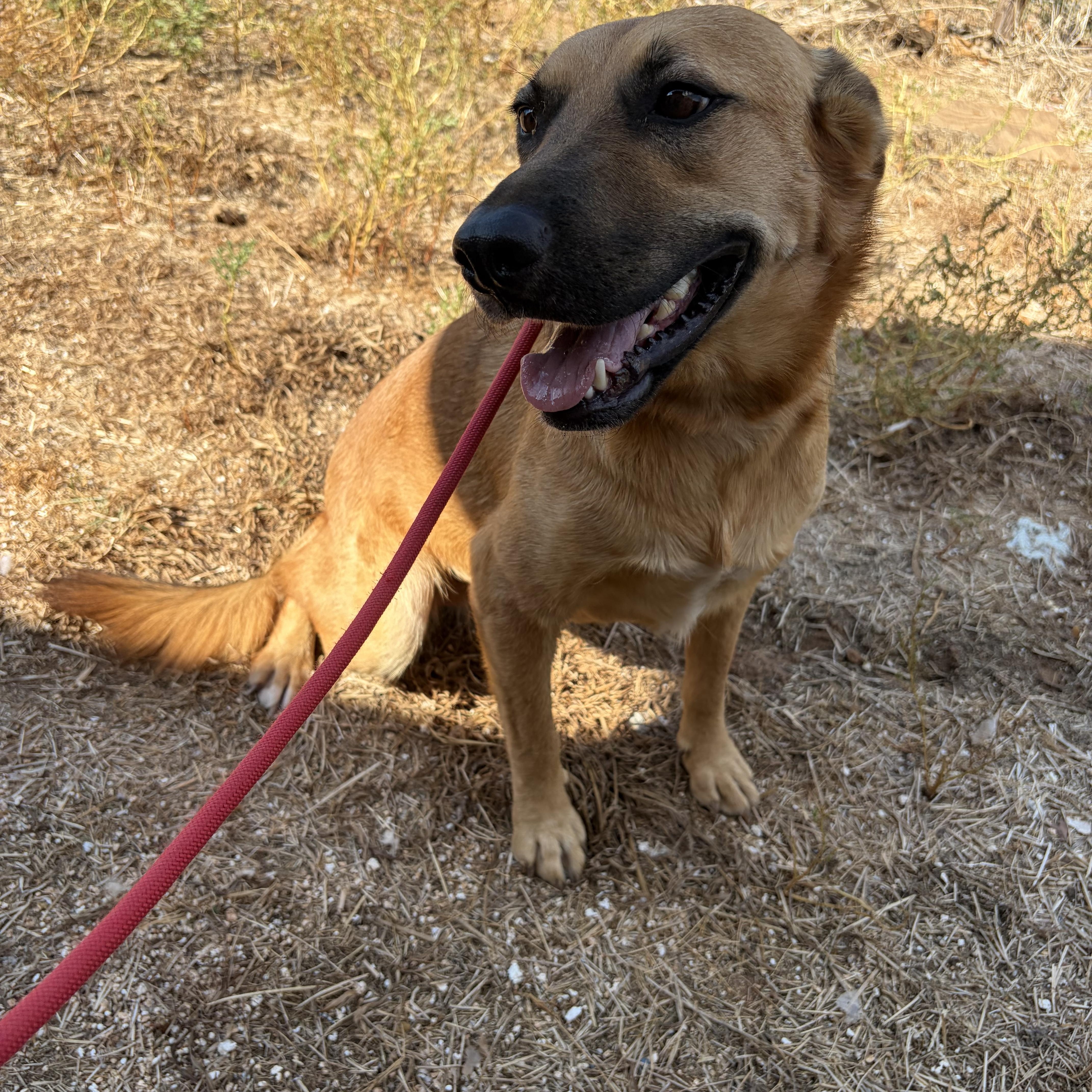 Sawyer, Adopted, Adult Male German Shepherd Dog.