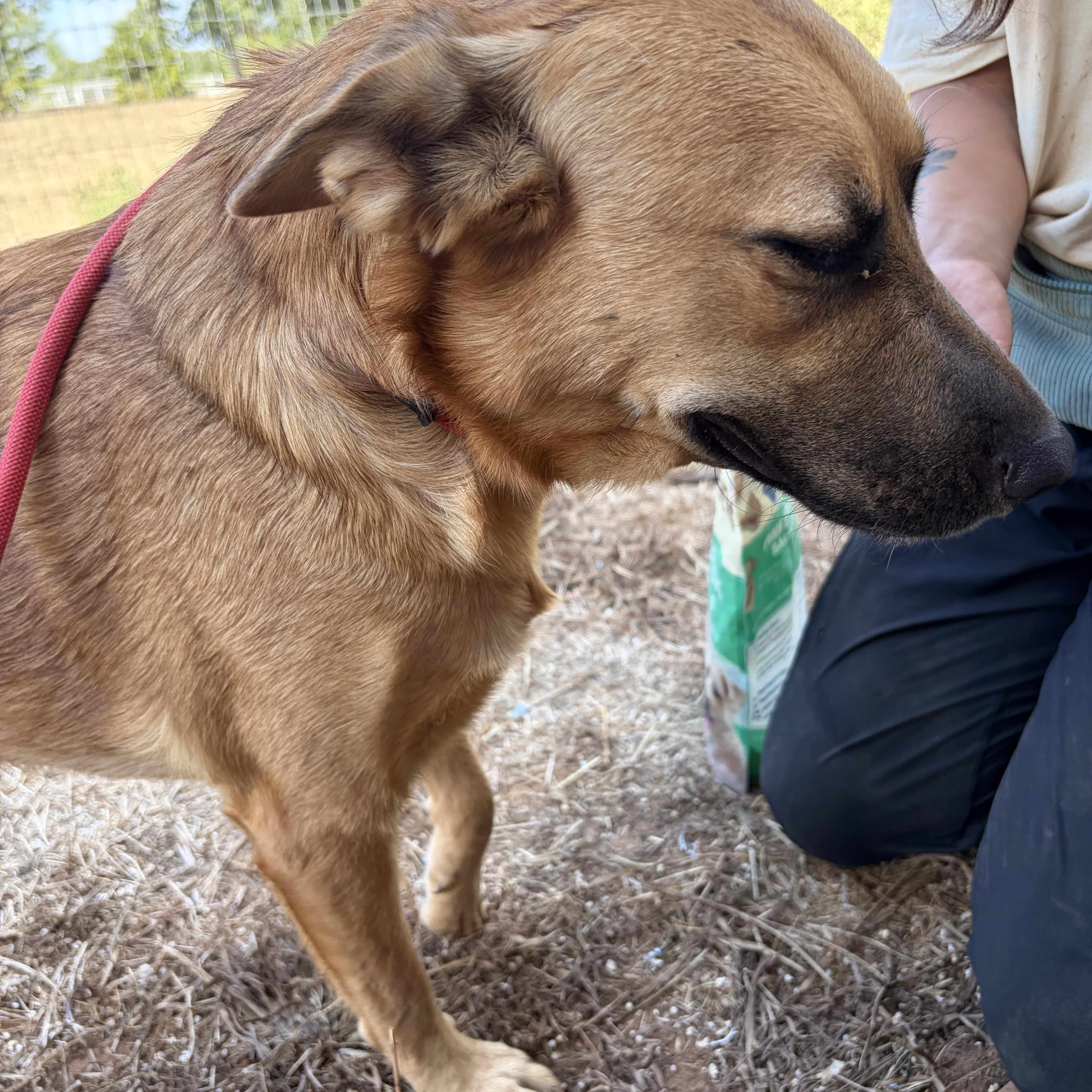 Enlarge Sawyer, a Adopted mixed breed in Arvada, CO image 5/6