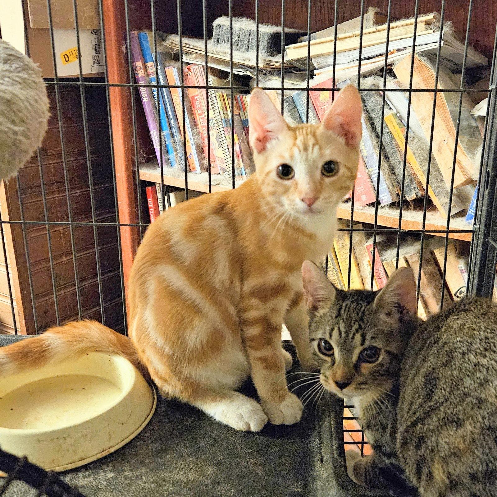 Turlough, Adopted, Kitten Male Domestic Short Hair.