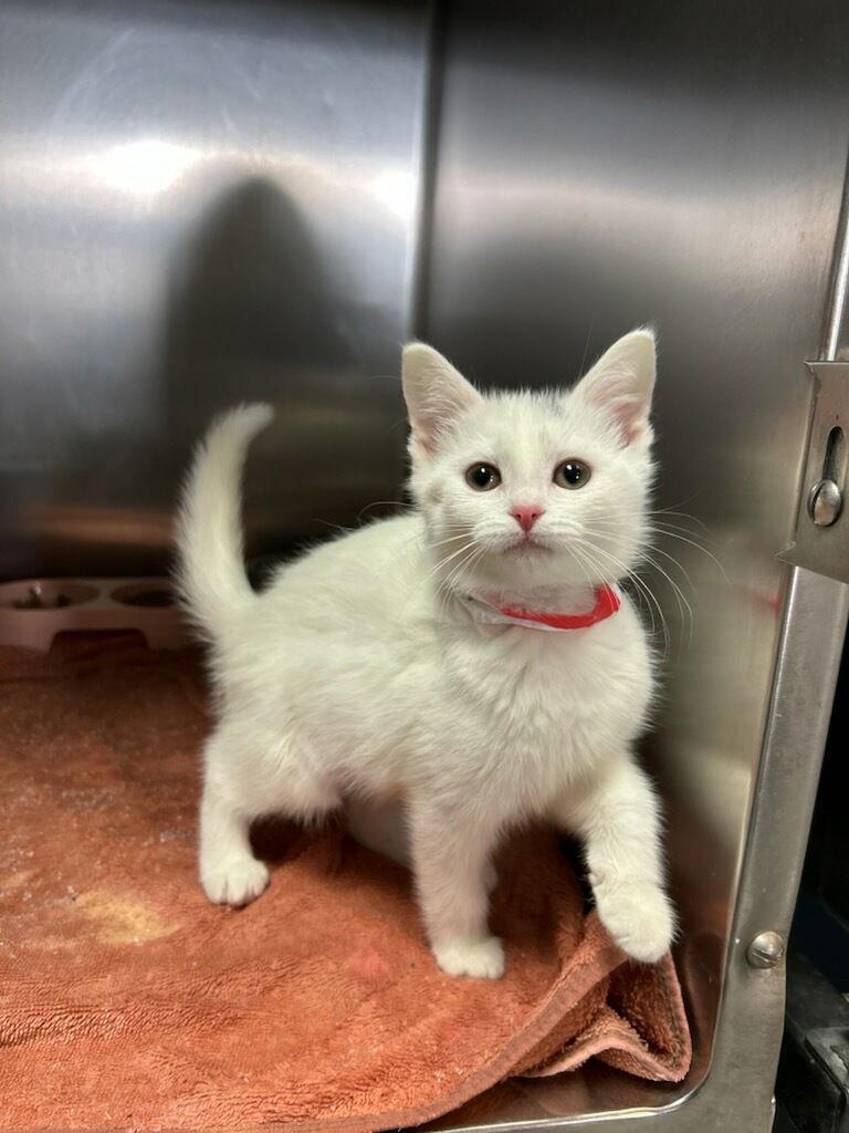 Boo, Adopted, Young Female Domestic Short Hair.