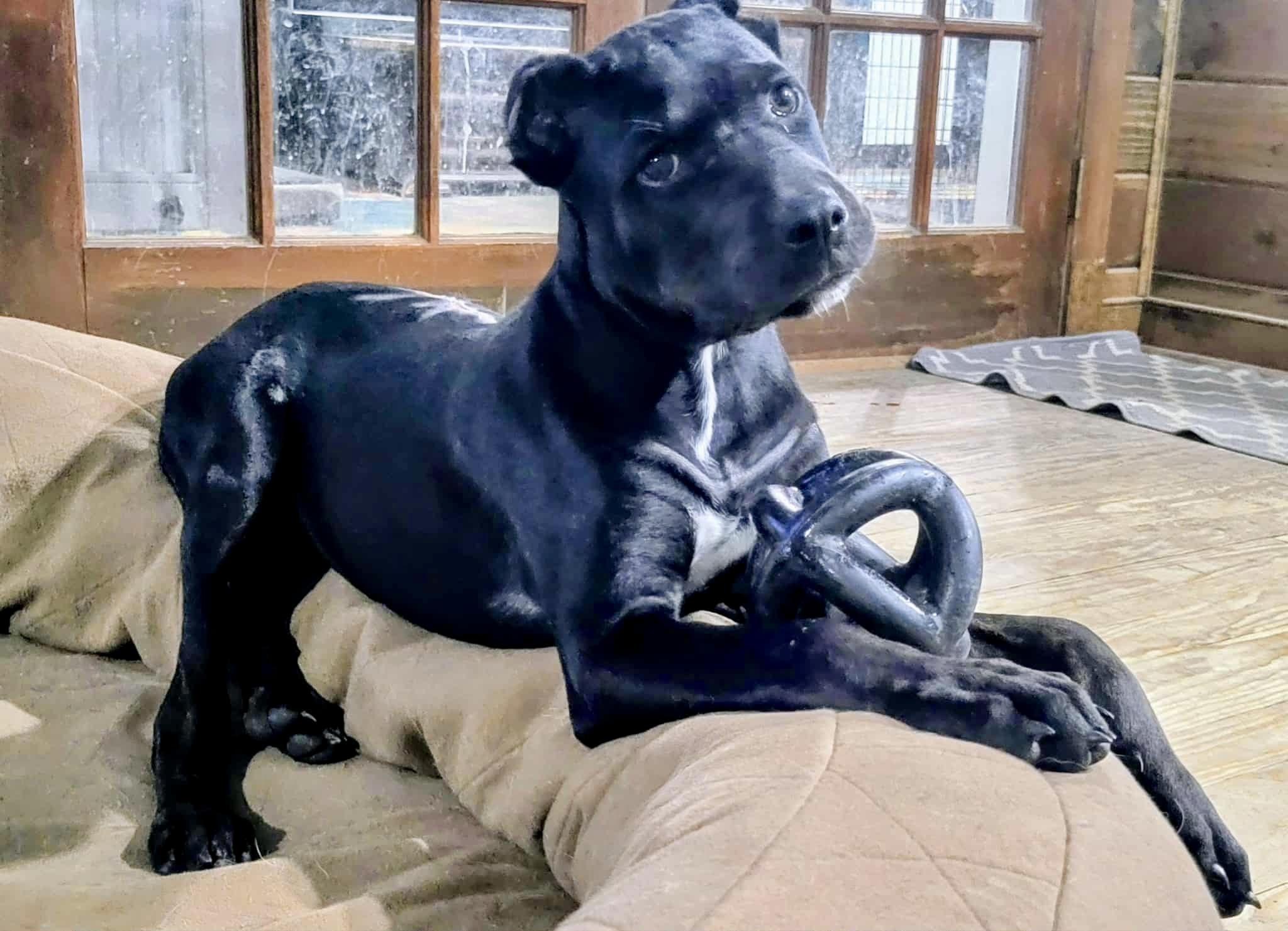 Enlarge Phoenix, a Adopted Cane Corso in Norwood, GA image 5/5