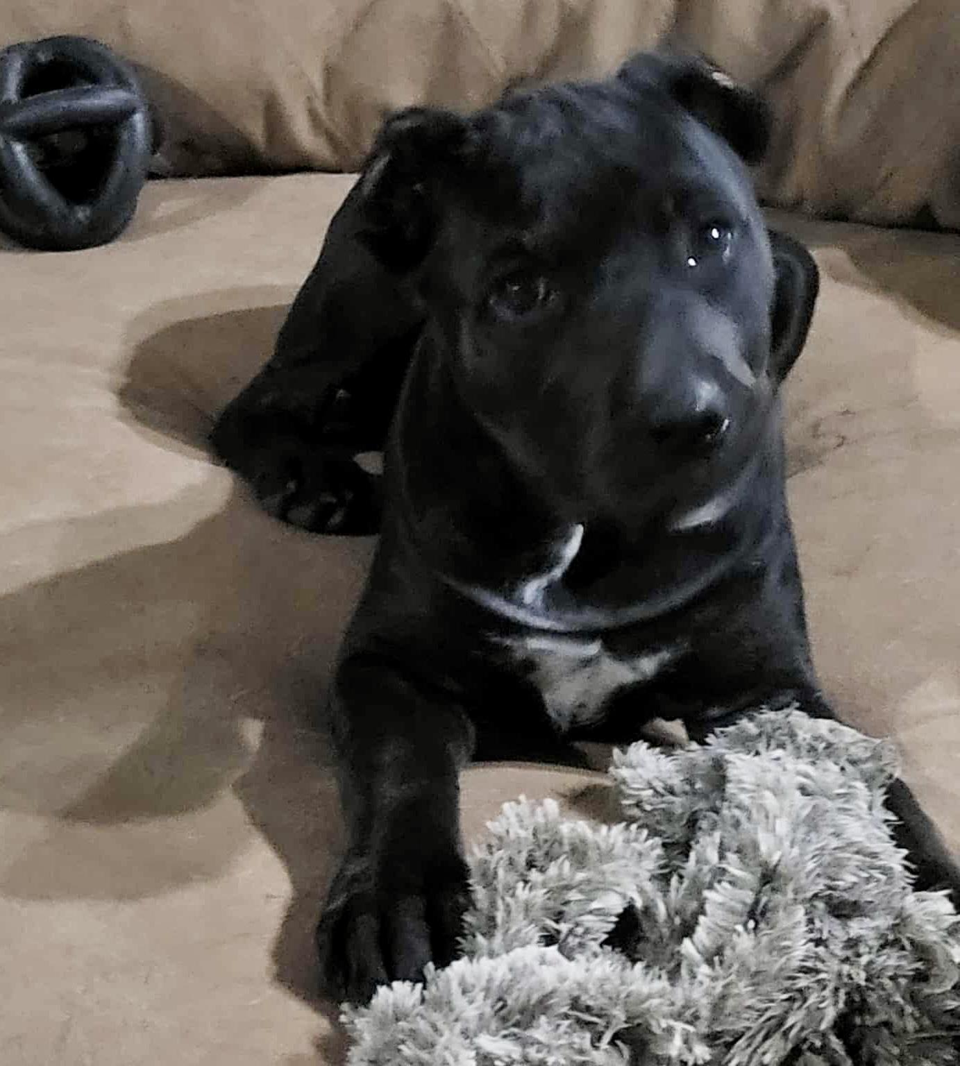 Enlarge Phoenix, a Adopted Cane Corso in Norwood, GA image 2/5