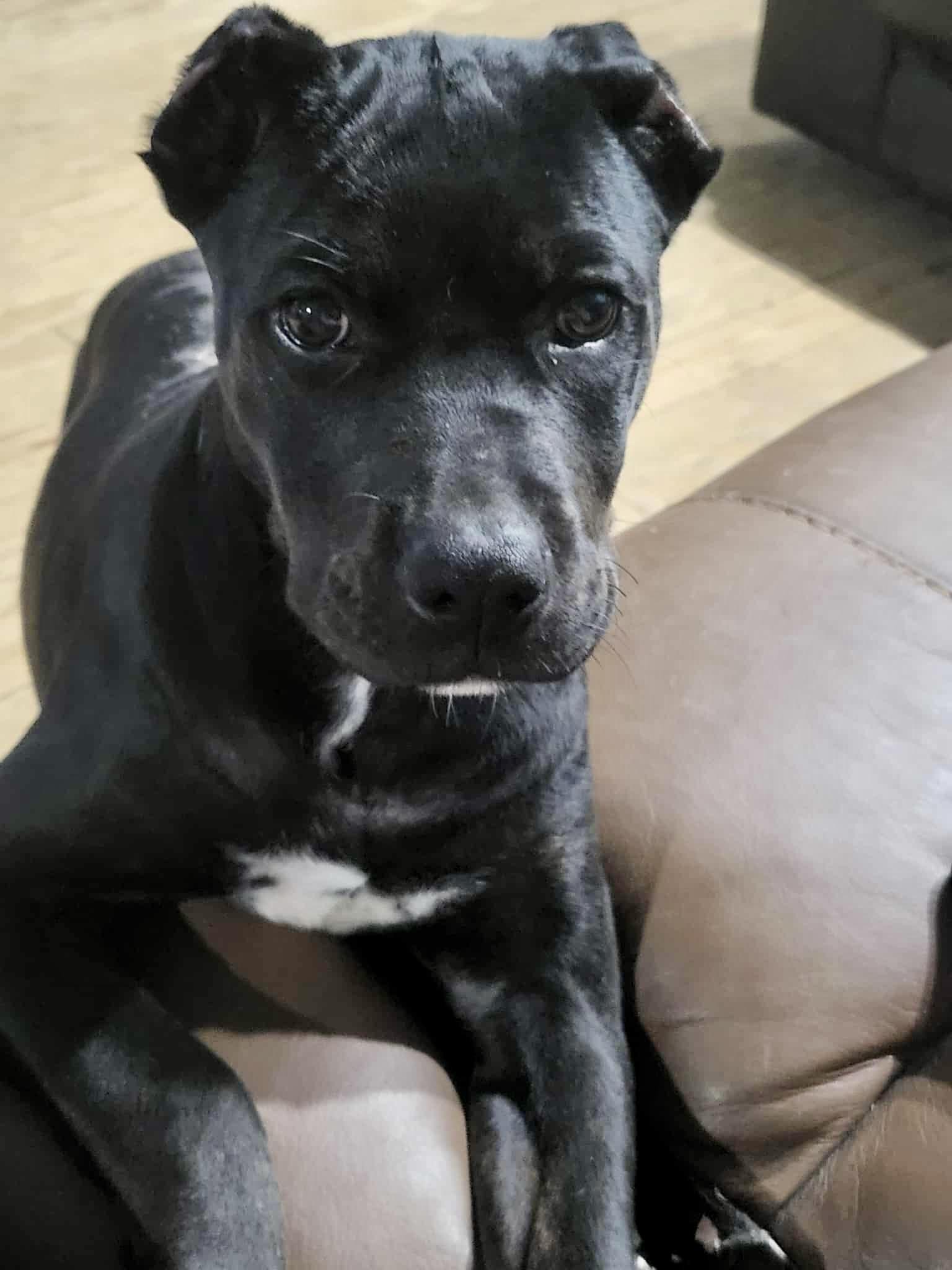 Phoenix, Adopted, Puppy Female Cane Corso.