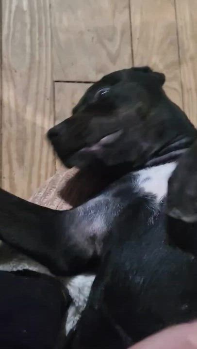 Enlarge Phoenix, a Adopted Cane Corso in Norwood, GA video 4/5