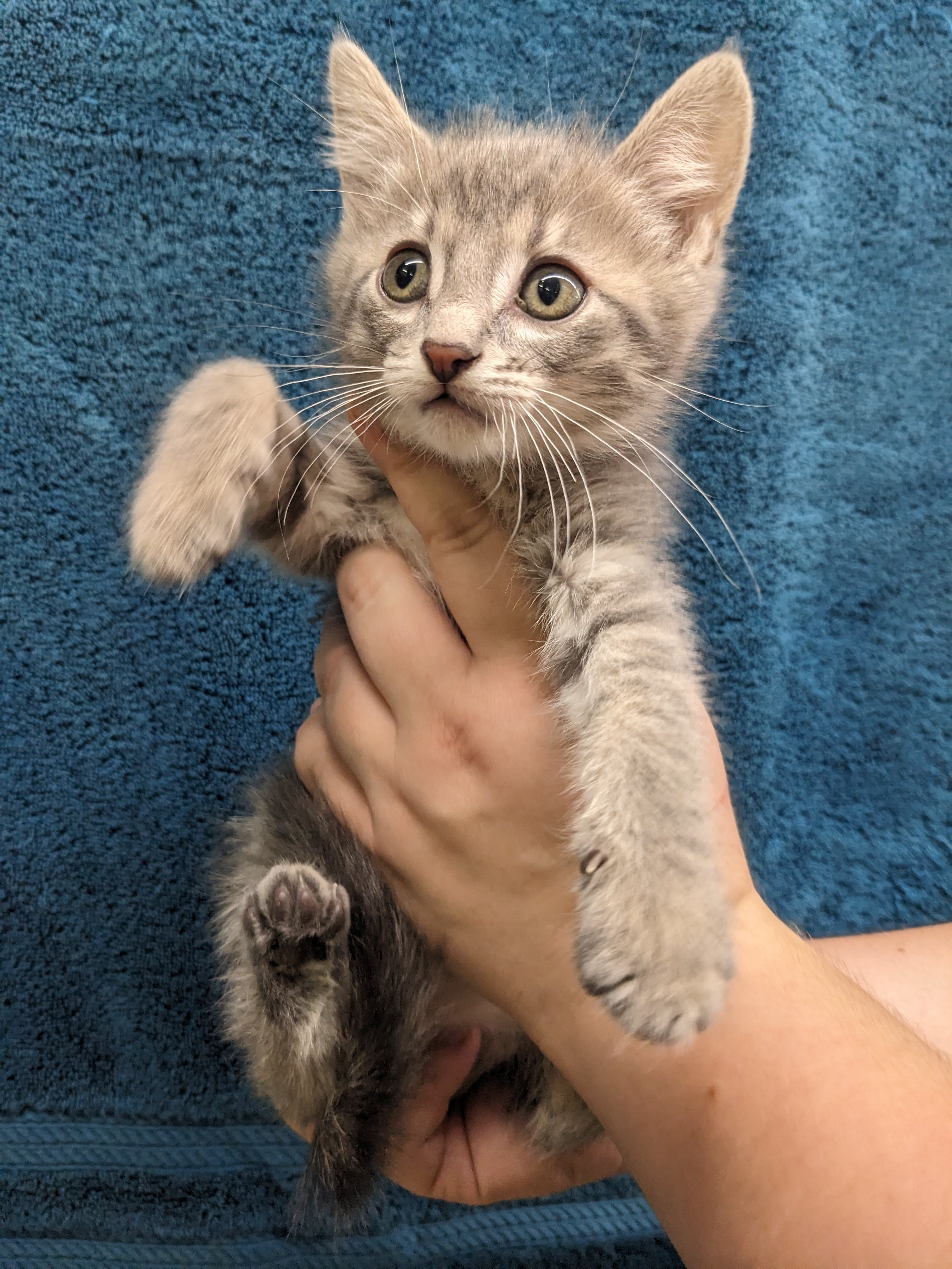 Cat for adoption Jane, a Domestic Short Hair in Cape Girardeau, MO