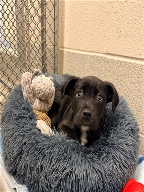 Enlarge THALIA, a Adoptable mixed breed in Statesville, NC image 1/1