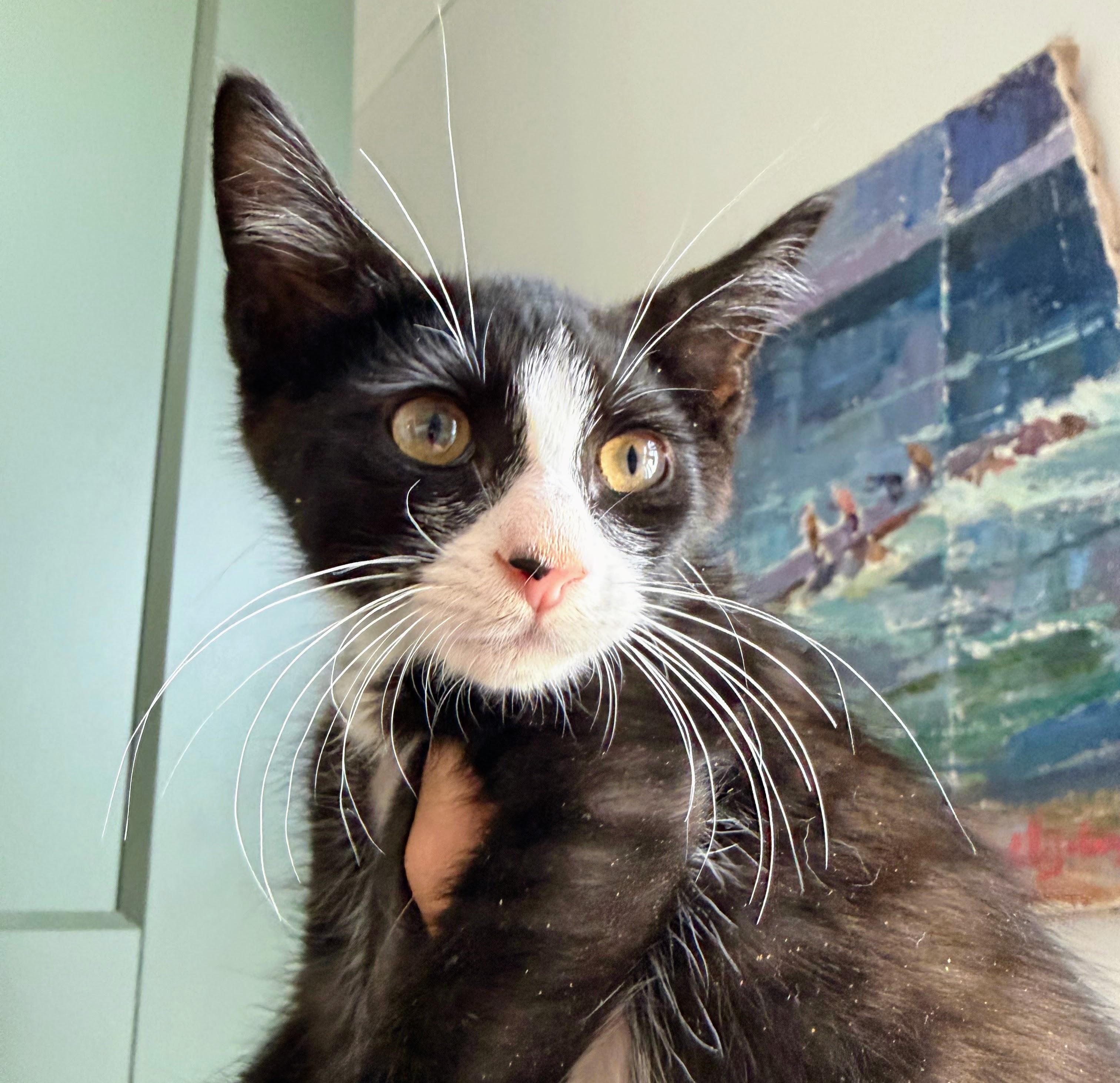 Iris, Adoptable, Kitten Female Domestic Short Hair.