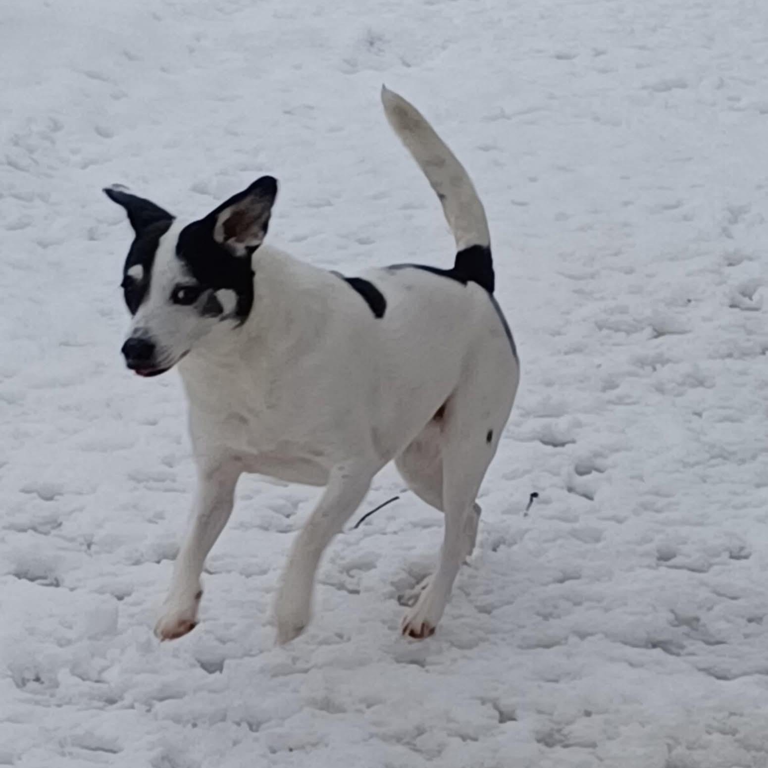 Presley, ADOPTABLE, Adult Female Mixed Breed.