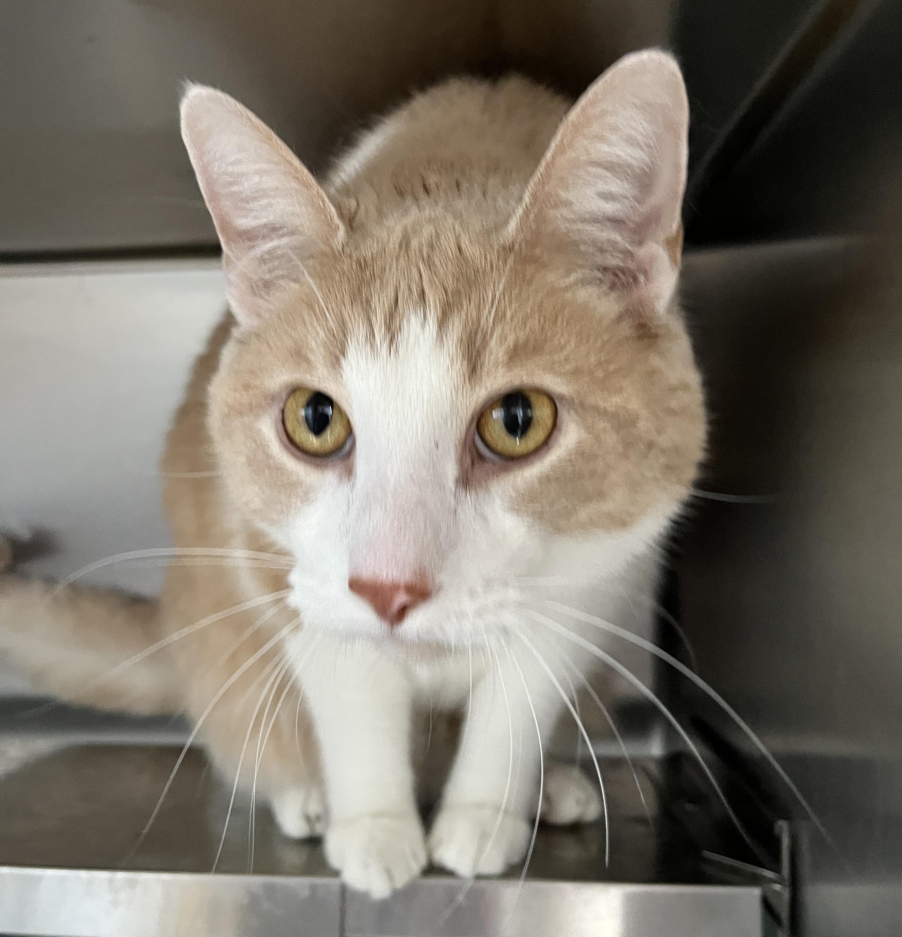 Enlarge CREAMY - BOY (CR/SC), a Adoptable American Shorthair in Sainte-Angele-de-Monnoir, QC image 2/6