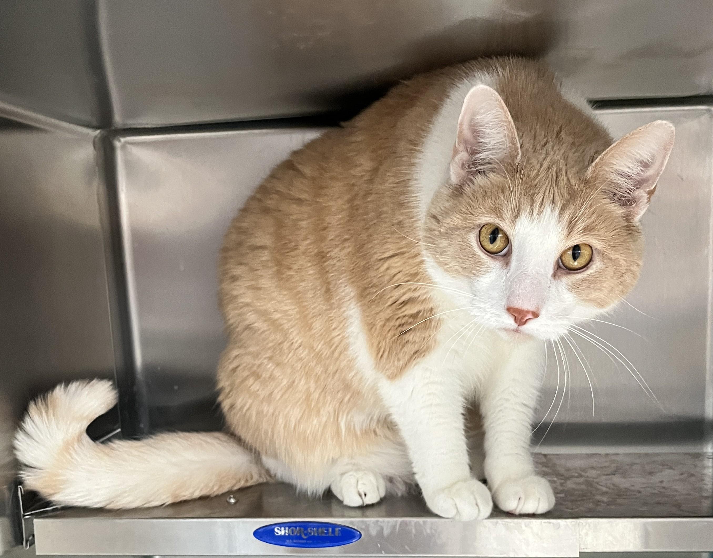 Enlarge CREAMY - BOY (CR/SC), a Adoptable American Shorthair in Sainte-Angele-de-Monnoir, QC image 1/6