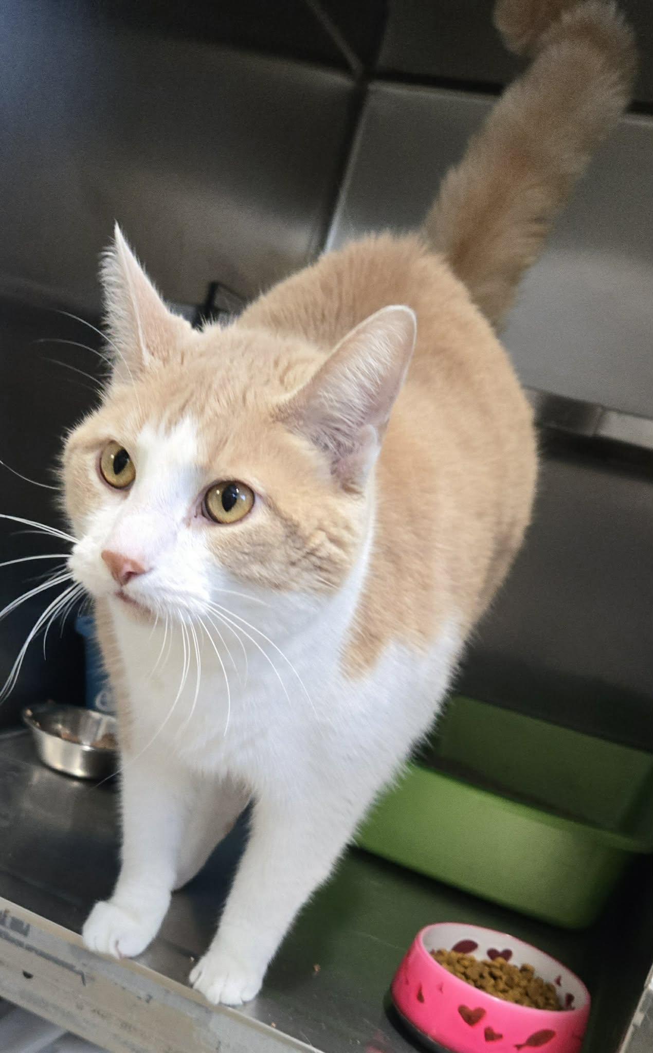 Enlarge CREAMY - BOY (CR/SC), a Adoptable American Shorthair in Sainte-Angele-de-Monnoir, QC image 4/6