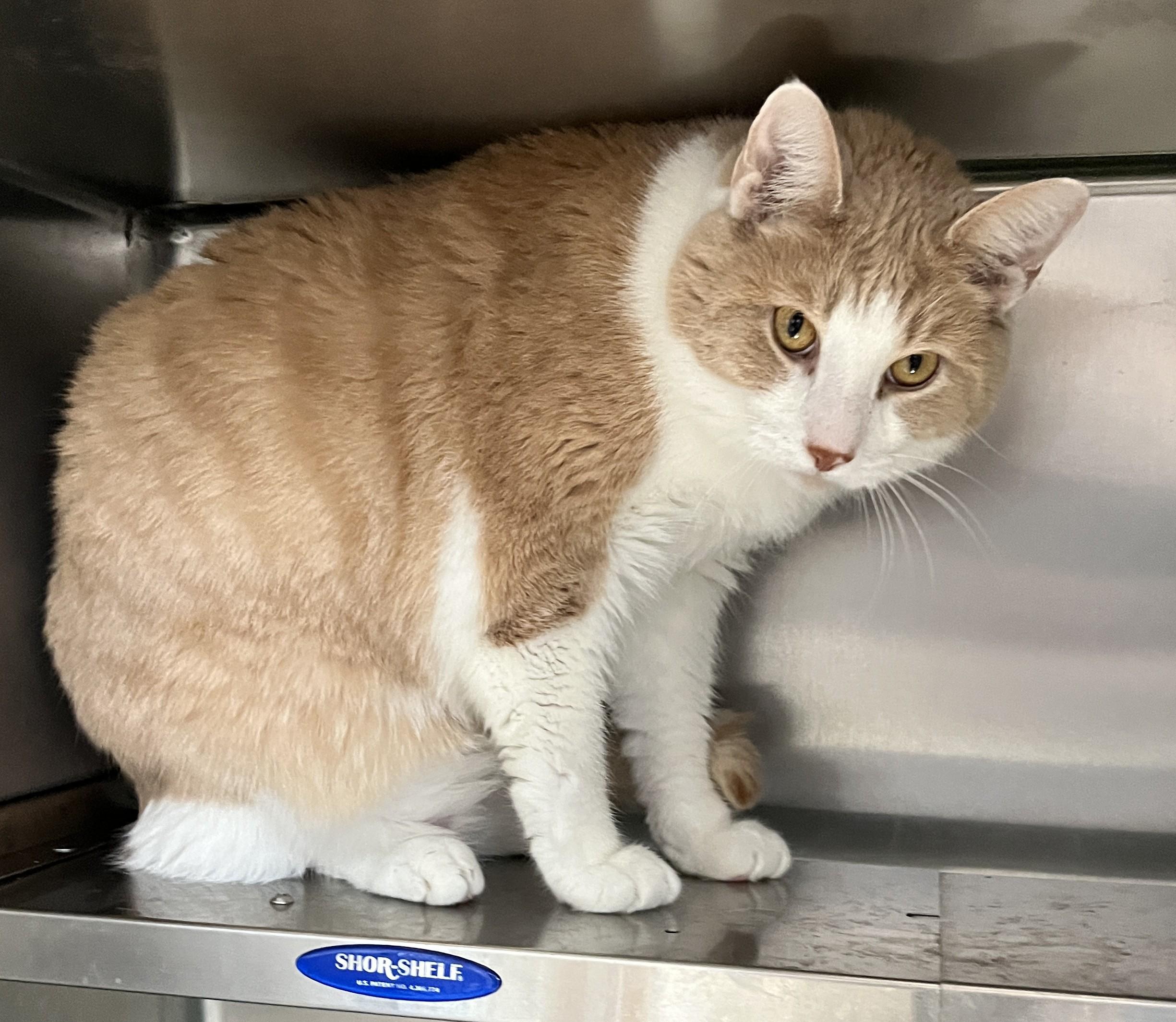 Enlarge CREAMY - BOY (CR/SC), a Adoptable American Shorthair in Sainte-Angele-de-Monnoir, QC image 5/6