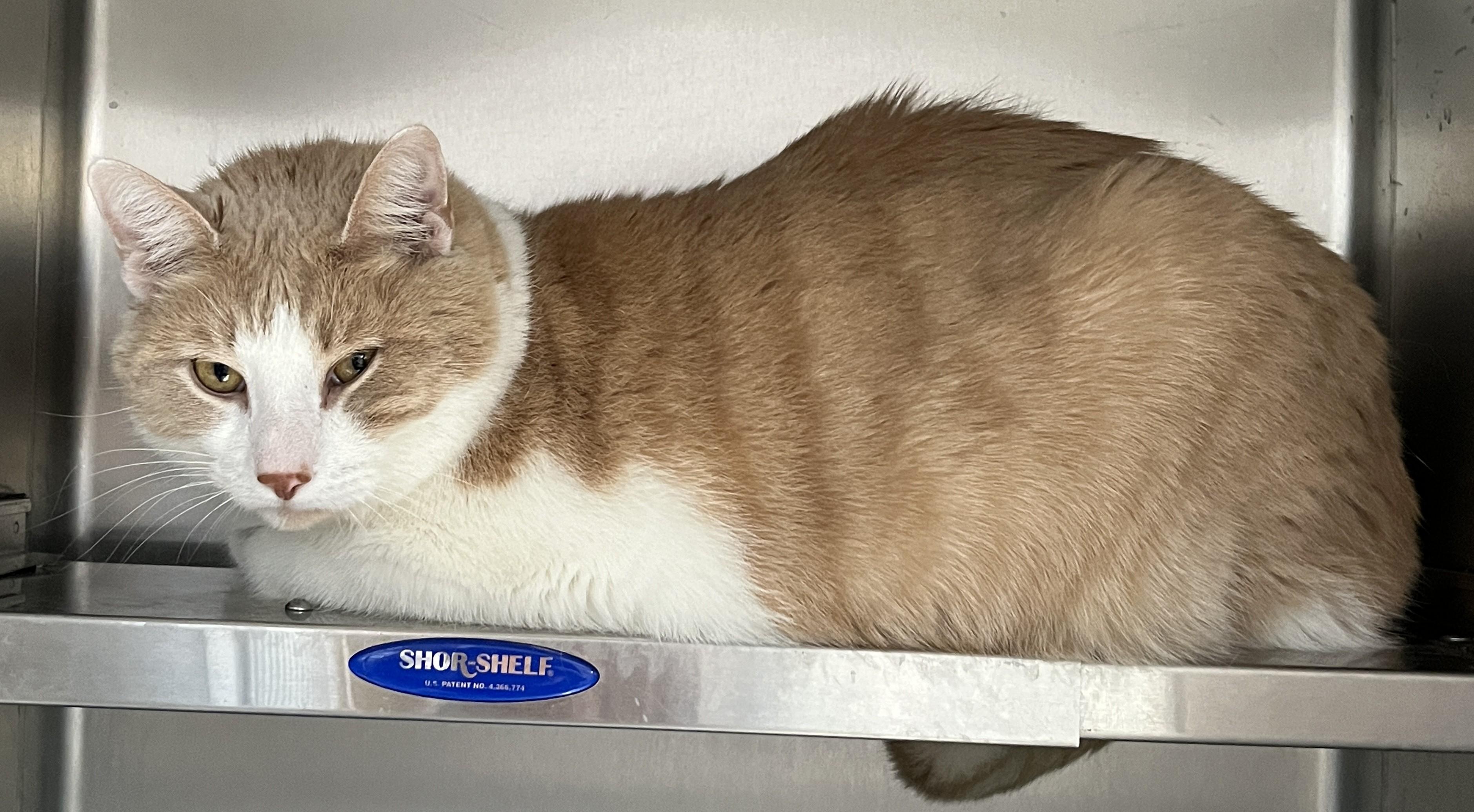 Enlarge CREAMY - BOY (CR/SC), a Adoptable American Shorthair in Sainte-Angele-de-Monnoir, QC image 3/6