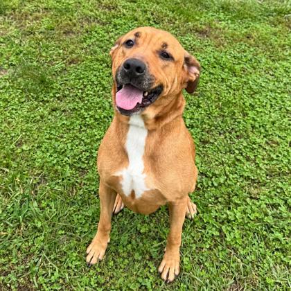 Enlarge Emmy, a Adoptable mixed breed in Cumberland, MD image 1/1