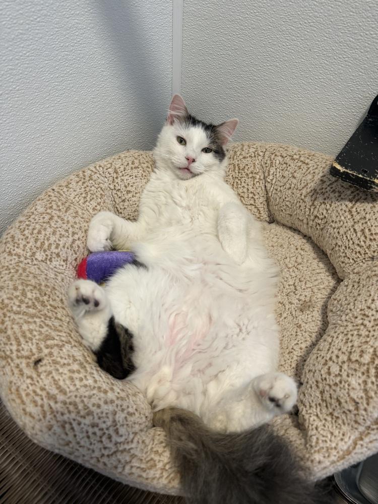 Enlarge Ace3, a Adoptable mixed breed in Littleton, CO image 1/4