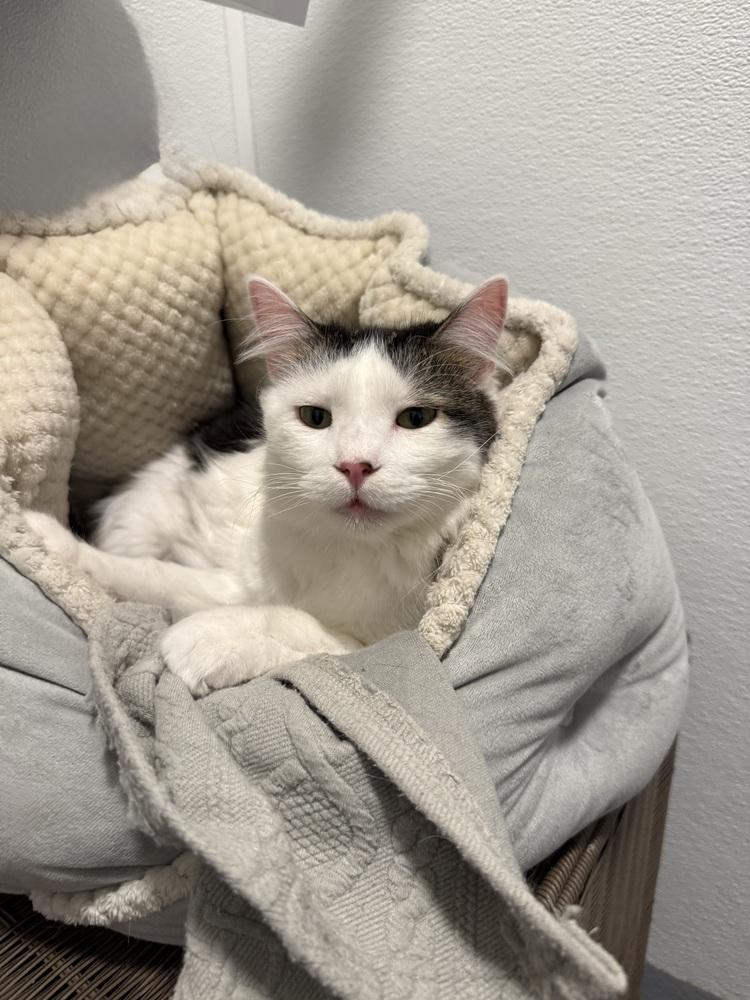 Enlarge Ace3, a Adoptable mixed breed in Littleton, CO image 2/4