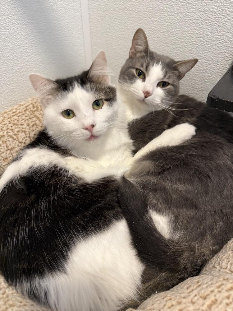 Enlarge Ace3, a Adoptable mixed breed in Littleton, CO image 3/4