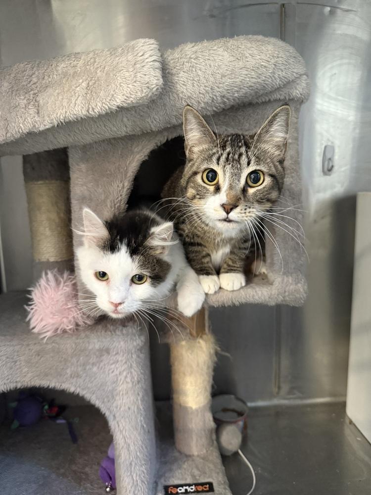 Enlarge Ace3, a Adoptable mixed breed in Littleton, CO image 4/4