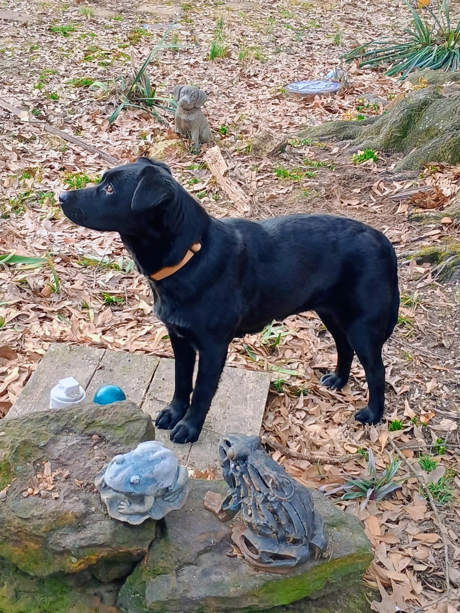 Enlarge Rosemary , an adopted mixed breed in Chicago , IL image 6/6