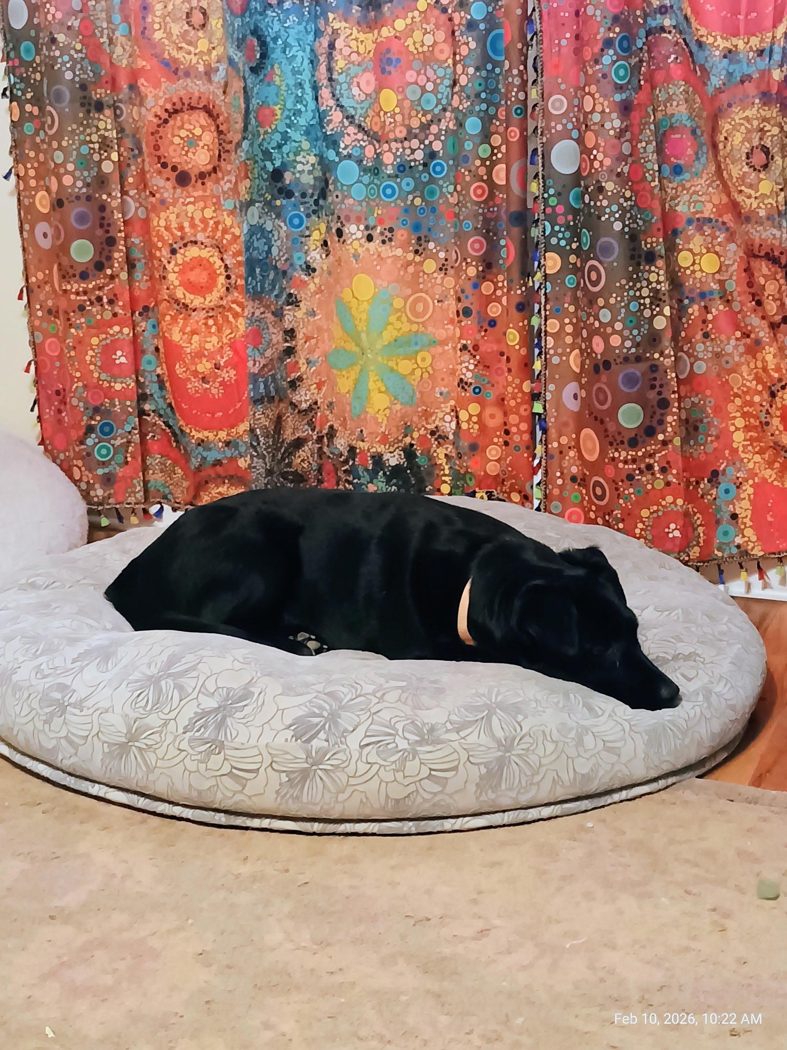 Enlarge Rosemary , an adopted mixed breed in Chicago , IL image 2/6