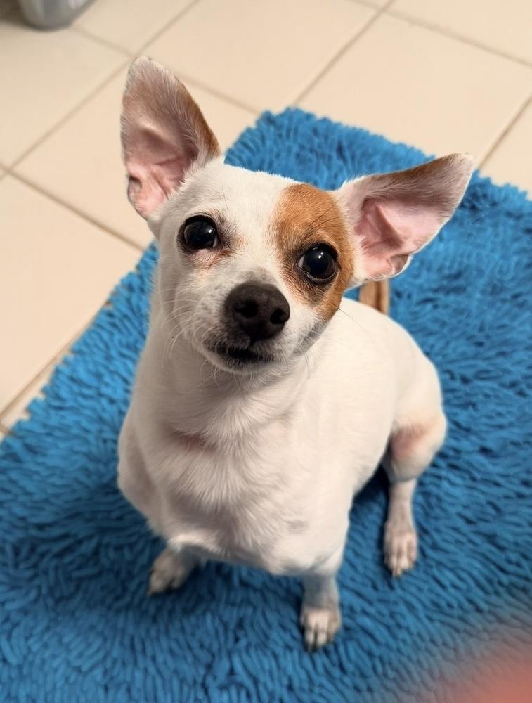 Enlarge Enzo, a Adoptable mixed breed in Irwin, PA image 1/3