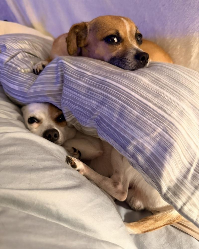 Enlarge Enzo, a Adoptable mixed breed in Irwin, PA image 2/3