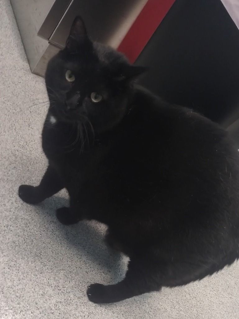 Panda (LONG TERM RESIDENT), a Adoptable mixed breed in Frankfort, KY image 4/4