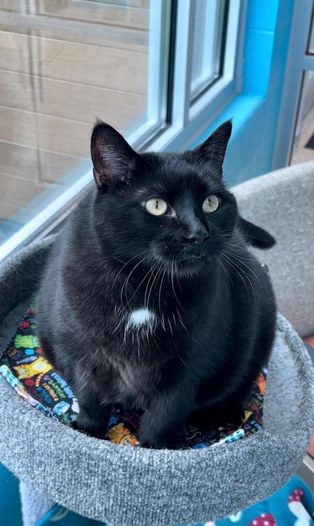 Panda (LONG TERM RESIDENT), Adoptable, Adult Female Bombay & Domestic Short Hair.