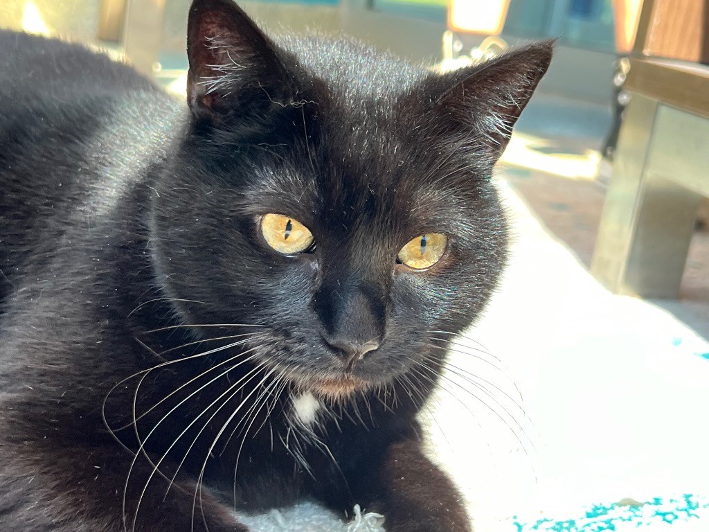 Panda (LONG TERM RESIDENT), a Adoptable mixed breed in Frankfort, KY image 3/4