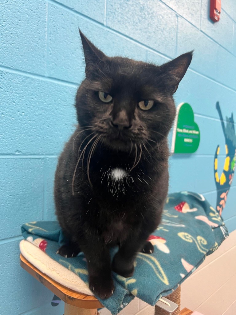 Panda (LONG TERM RESIDENT), a Adoptable mixed breed in Frankfort, KY image 2/4