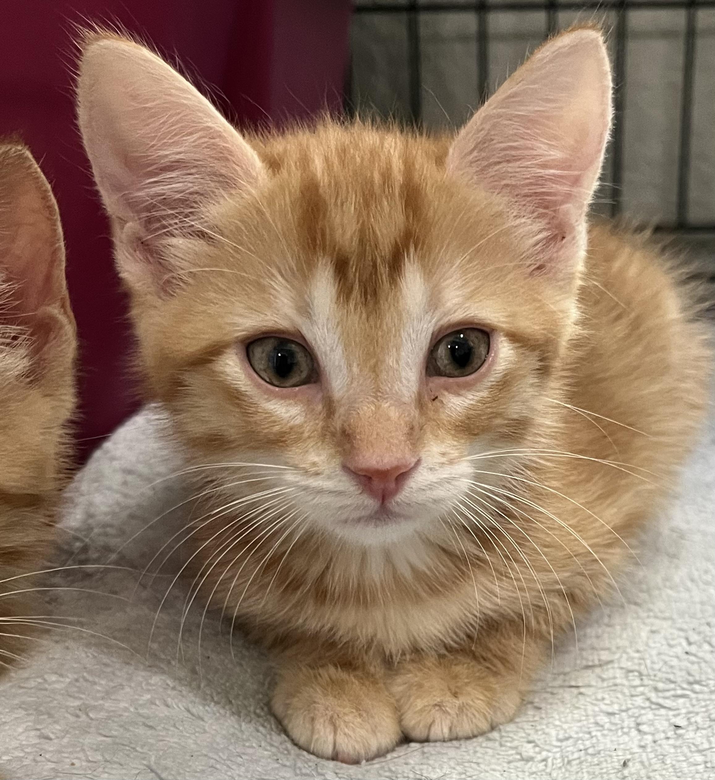 Cheese crew - Males, a Adoptable Domestic Short Hair in Moline, IL image 3/5