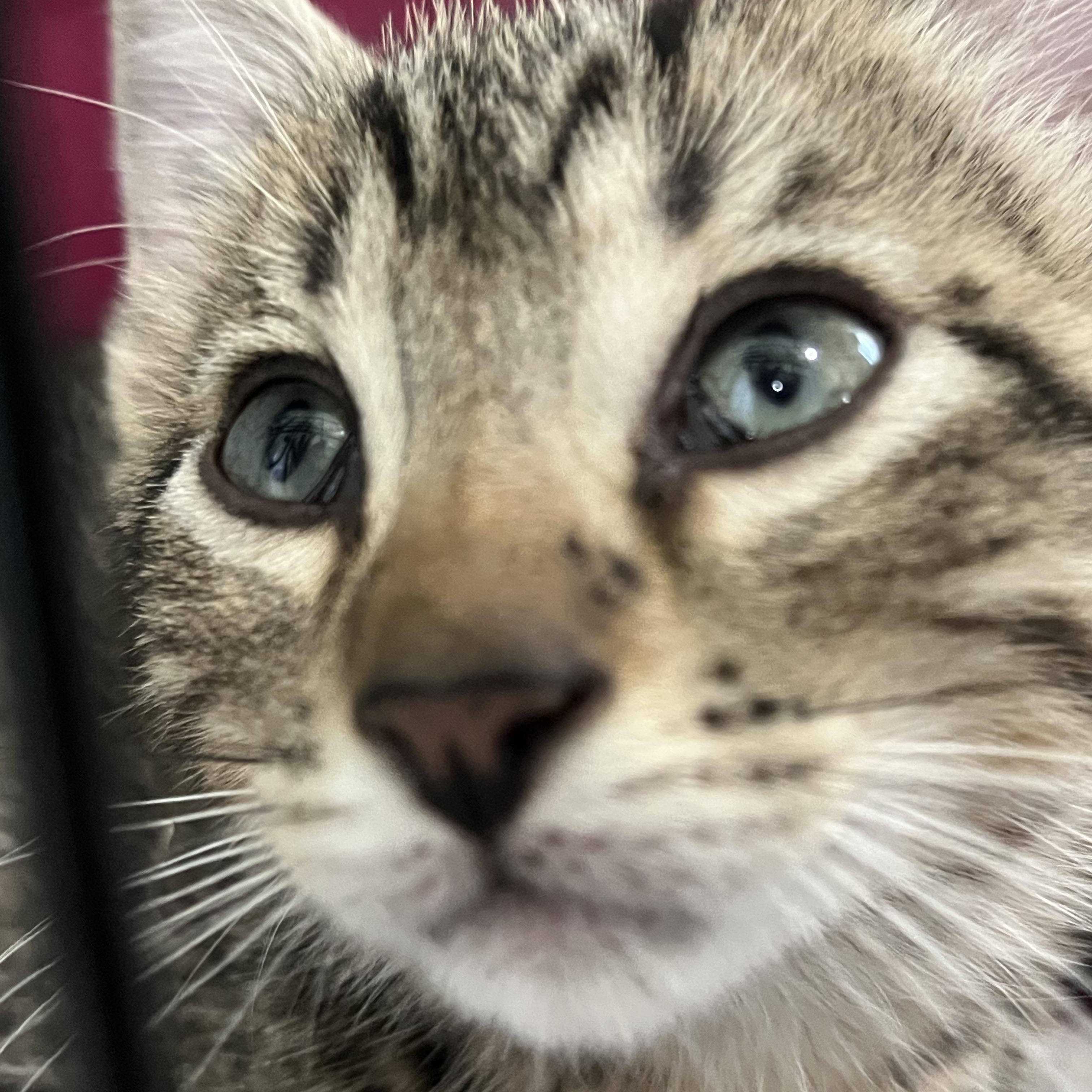 Cheese crew - Males, a Adoptable Domestic Short Hair in Moline, IL image 5/5