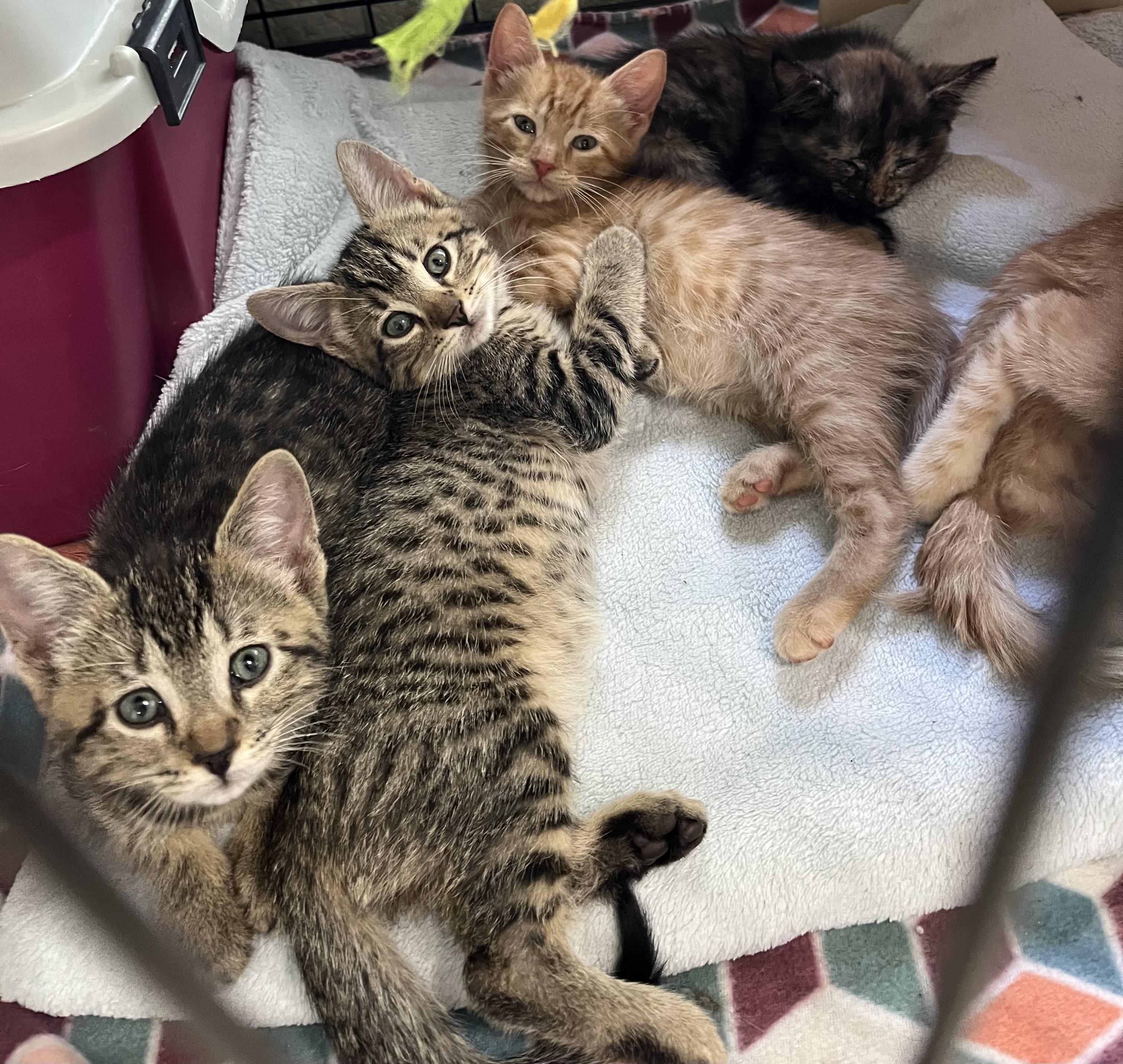 Cheese crew - Males, Adoptable, Kitten Male Domestic Short Hair.