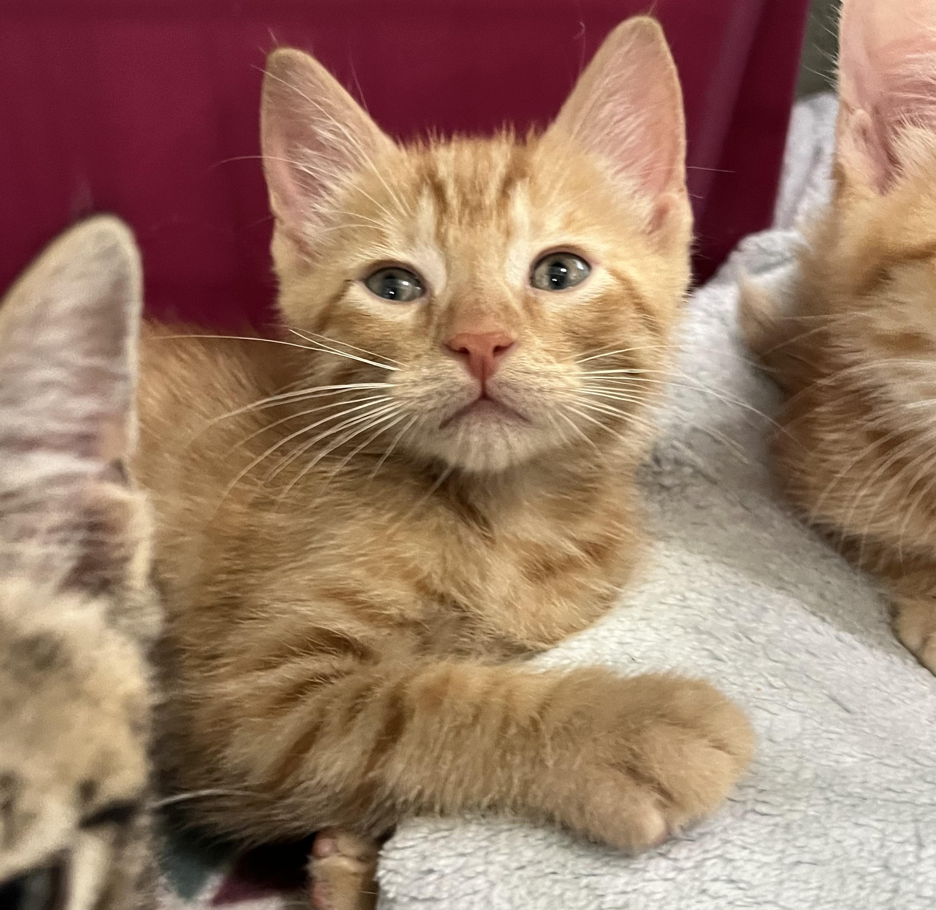 Cheese crew - Males, a Adoptable Domestic Short Hair in Moline, IL image 2/5