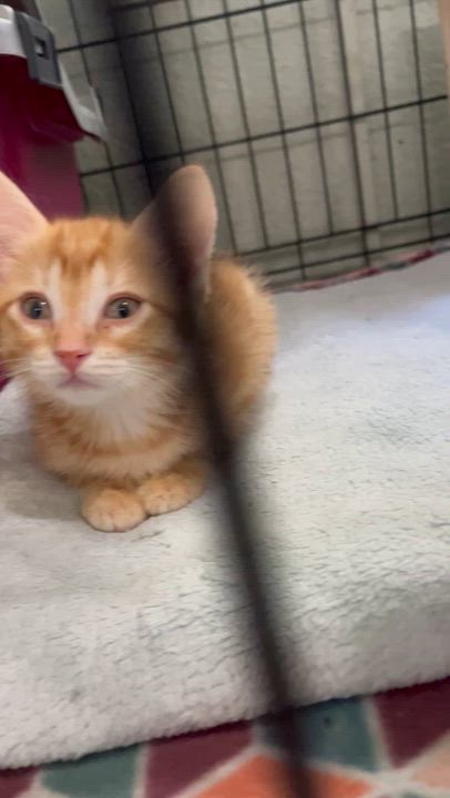 Enlarge Cheese crew - Males, a Adoptable Domestic Short Hair in Moline, IL video 4/5