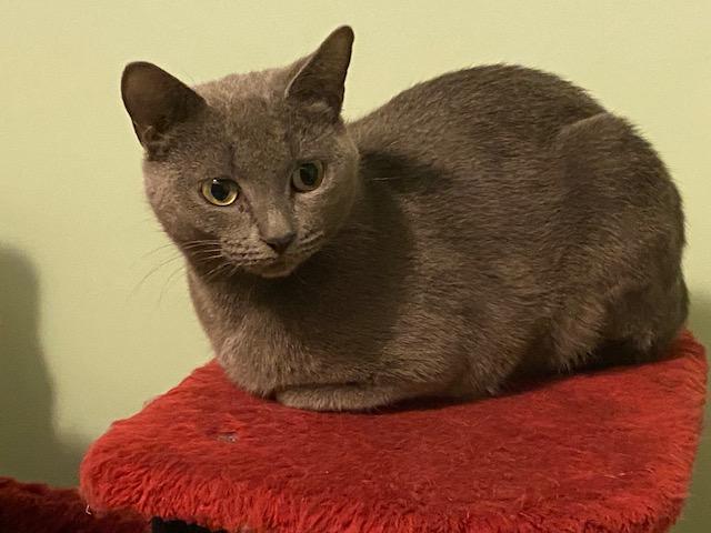 Kimmie, Adoptable, Adult Female Russian Blue.